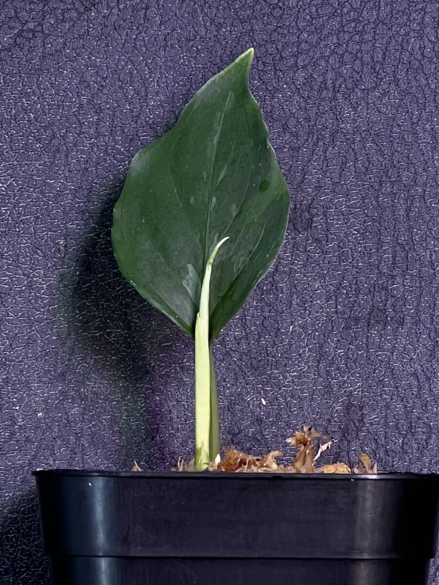 LA便ネームド株 Aglaonema Pictum tricolor【LA0514-4T】の画像3