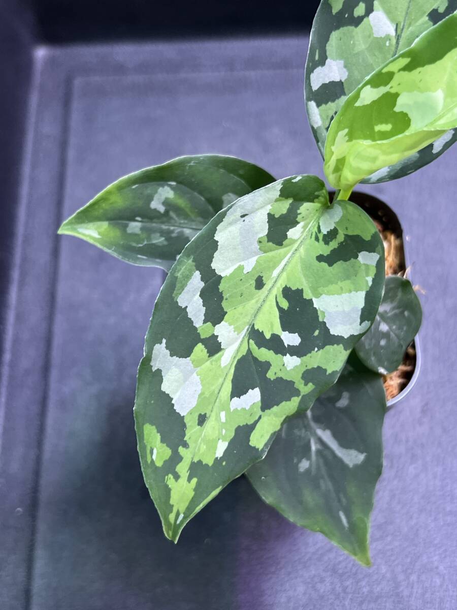 LA便ネームド株 Aglaonema Pictum tricolor【1115-01T】の画像3