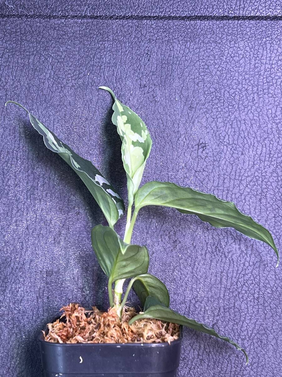 LA便ネームド株 Aglaonema Pictum tricolor【1115-01T】の画像4