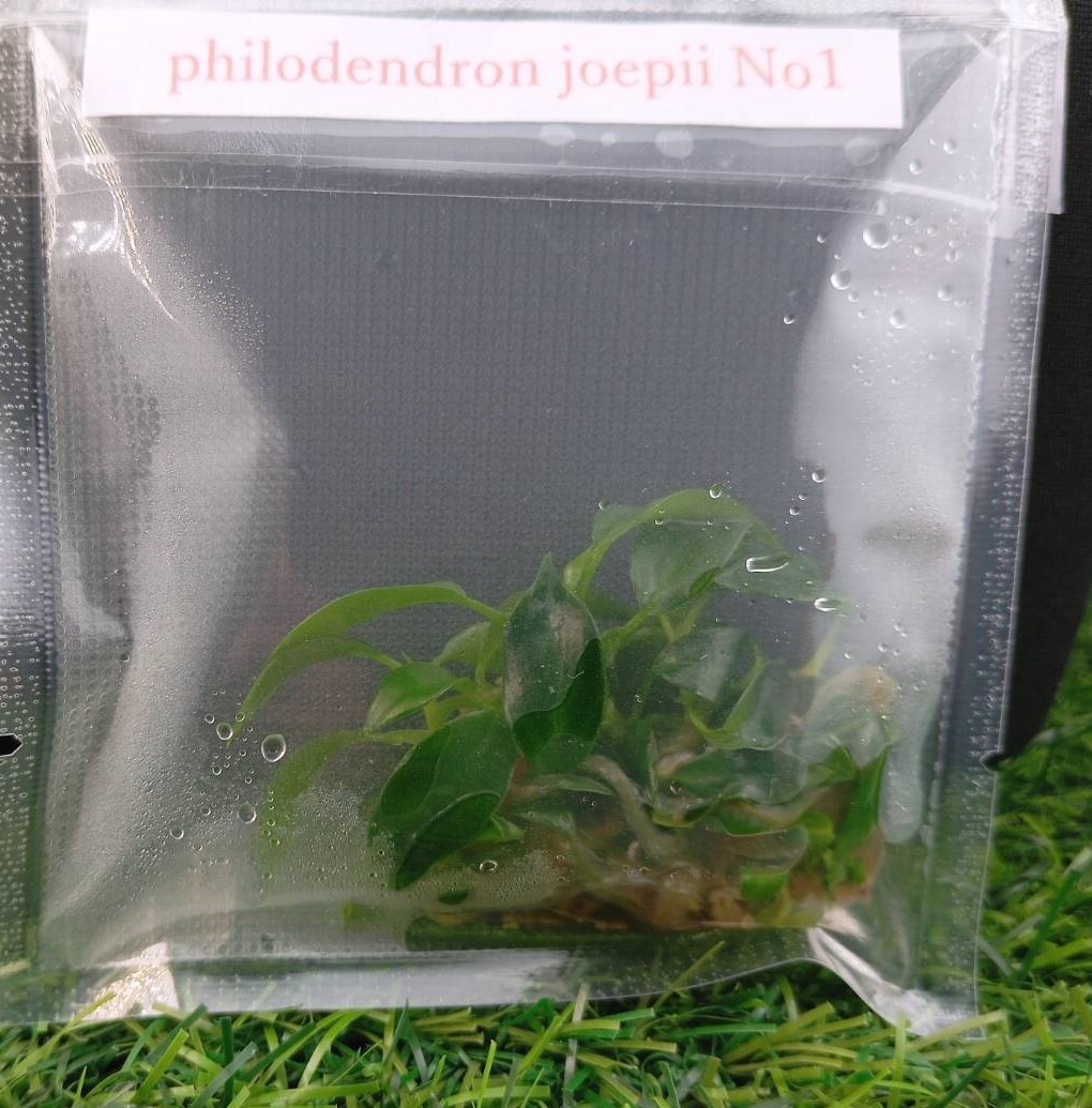 フィロデンドロン philodendron joepii No1の画像2
