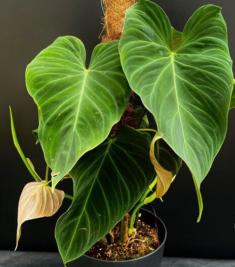 フィロデンドロン Philodendron splendid (Melanochrysum x Verrucosum) No1の画像1