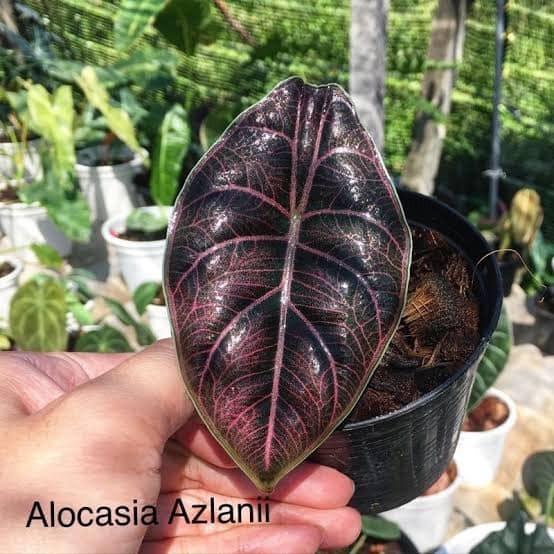 アロカシア Alocasia Azanii No1の画像2