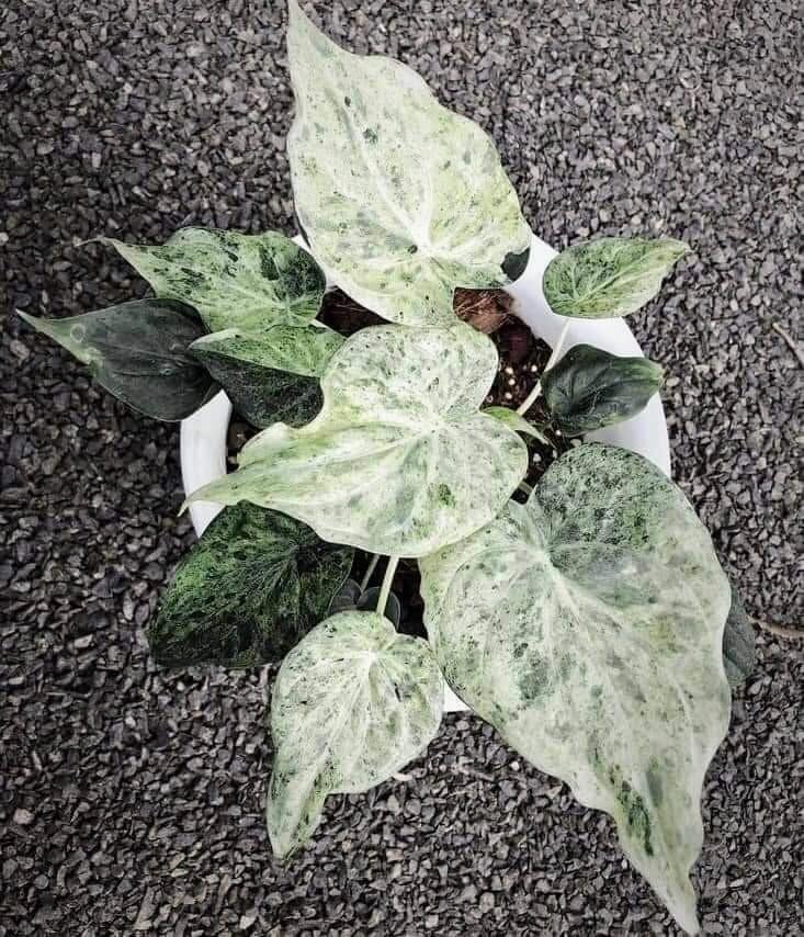 鬼レア！アロカシア Alocasia Cucullata White Marble Var No1_画像1