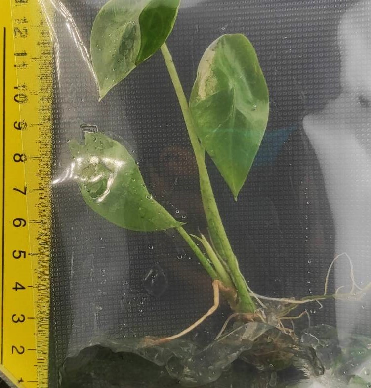 アロカシア Alocasia longiloba variegated No1の画像4