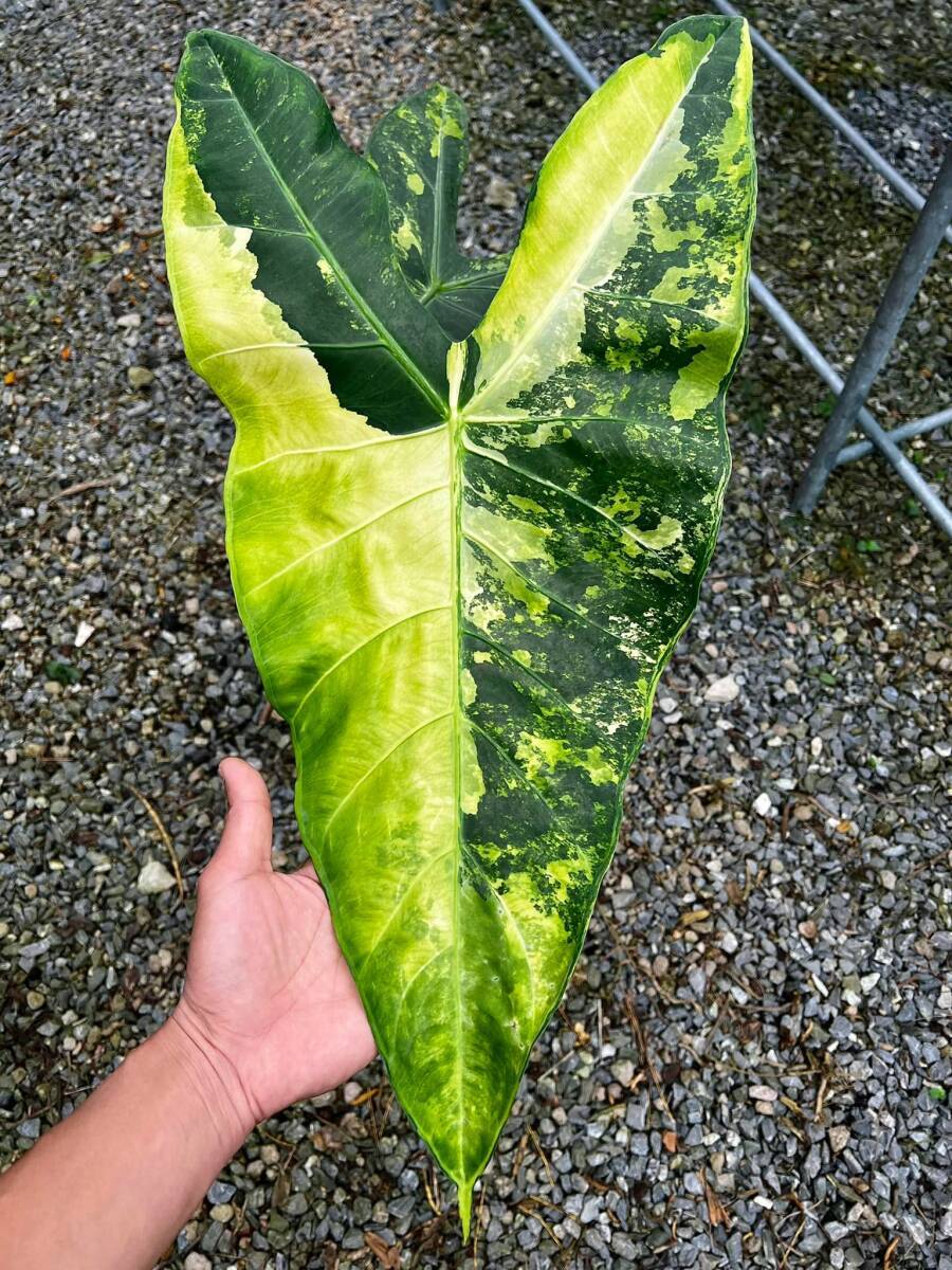 アロカシア Alocasia longiloba variegated No1の画像3