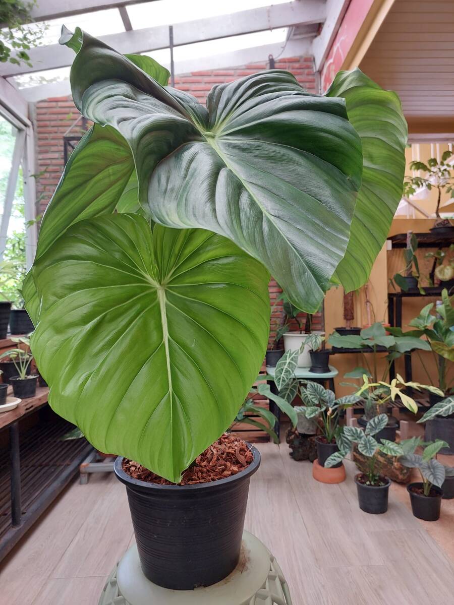 フィロデンドロン Philodendron pastazanum No1の画像1