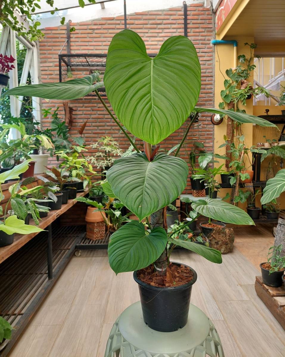 フィロデンドロン Philodendron Nangaritense No1_画像1