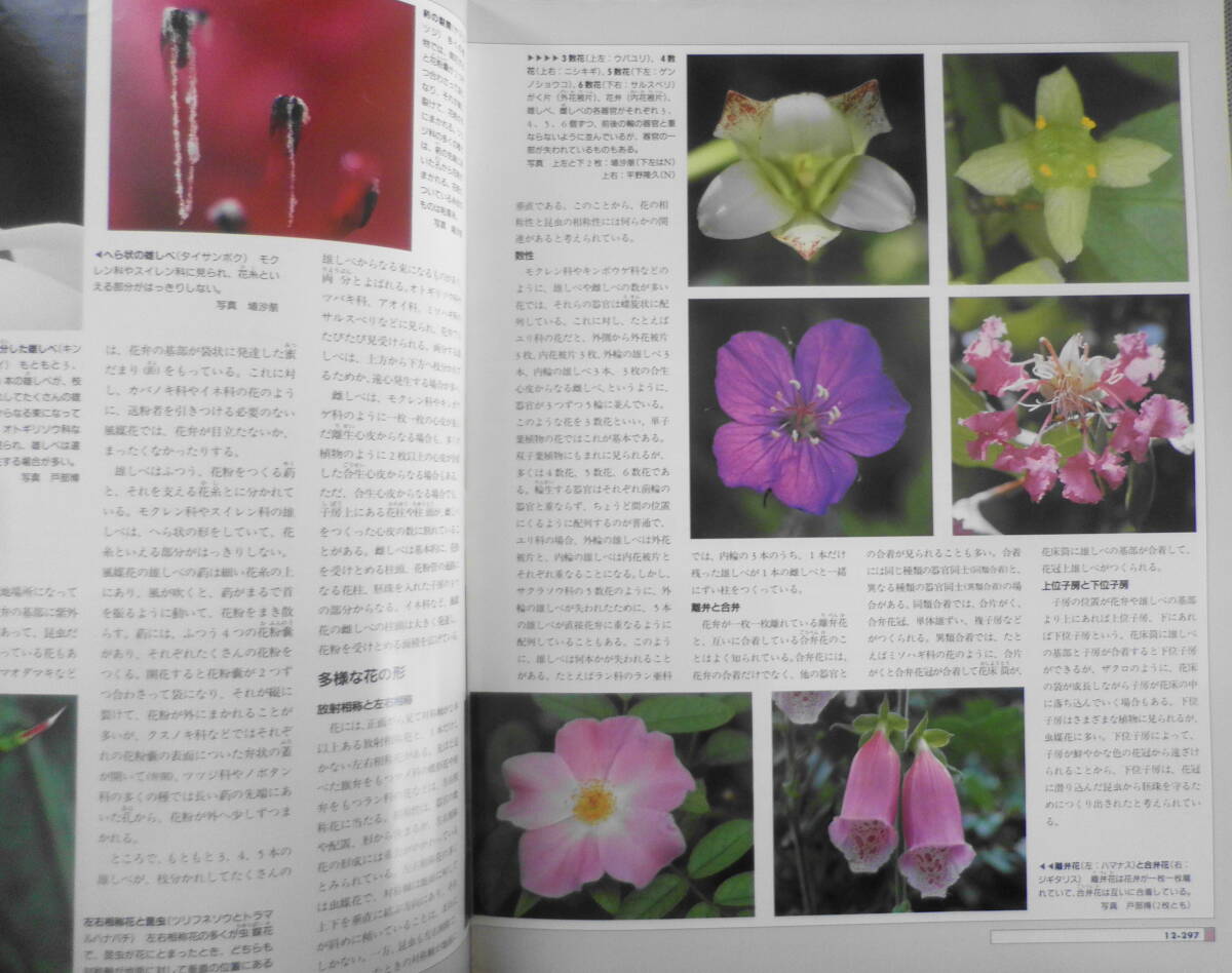 植物の世界　週刊朝日百科　植物の形態1/花と果実　平成9年1/19第142号　q_画像3