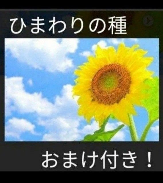 おまけ付き！ひまわりの種とおまけでマリーゴールド、キンセンカの種付けます！