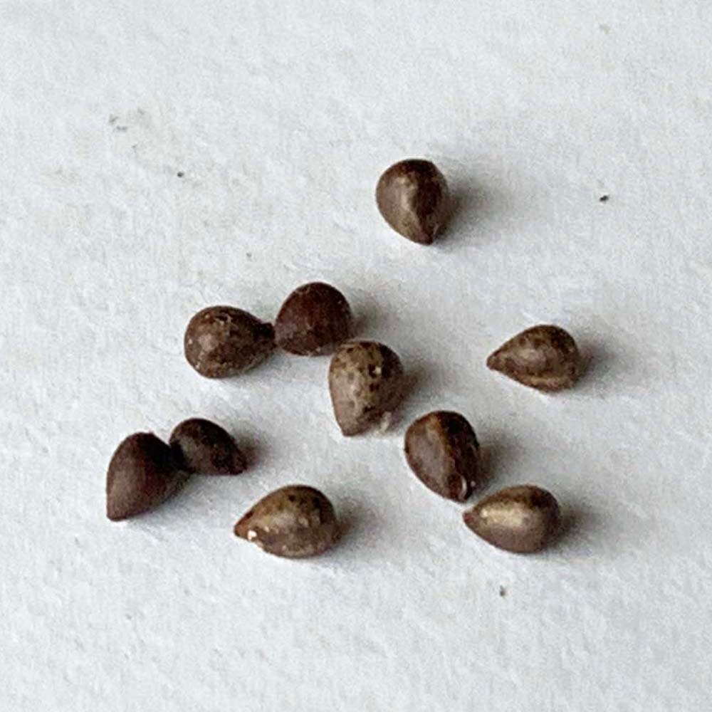 ユーフォルビア インファウスタ x オベサ 自家交配種子 10粒の画像1