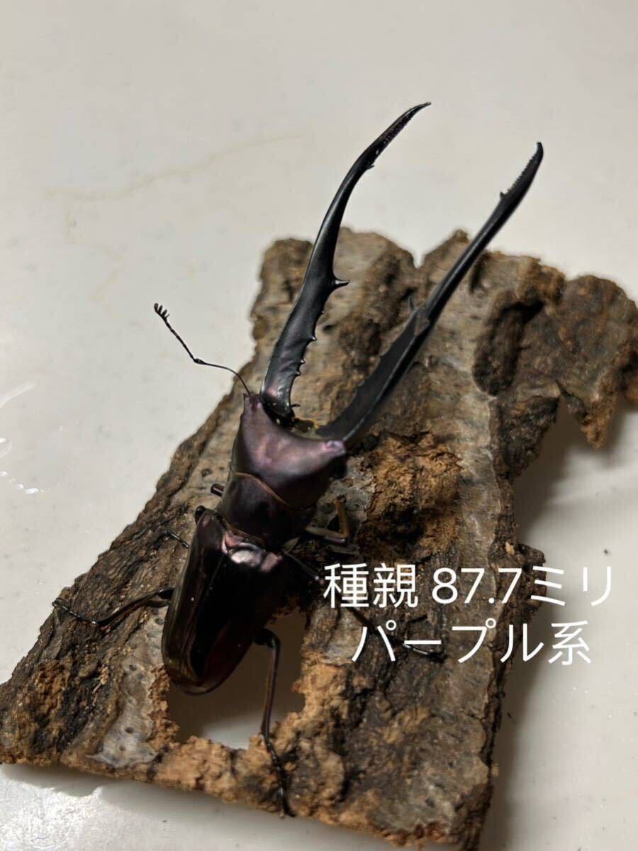 「ＢＳＫ」大型パープル系　メタリフェルホソアカクワガタ　ペレン島産 初～2令　幼虫4頭+おまけ1頭　追加可能_画像1