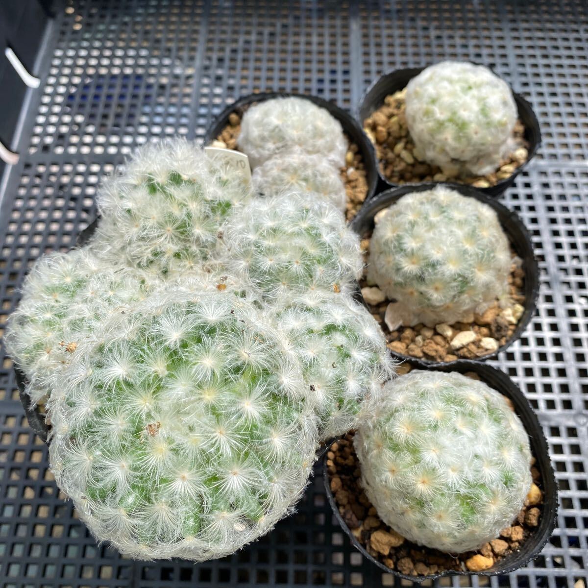 実生 白星パンチ 多肉植物 サボテン の画像8