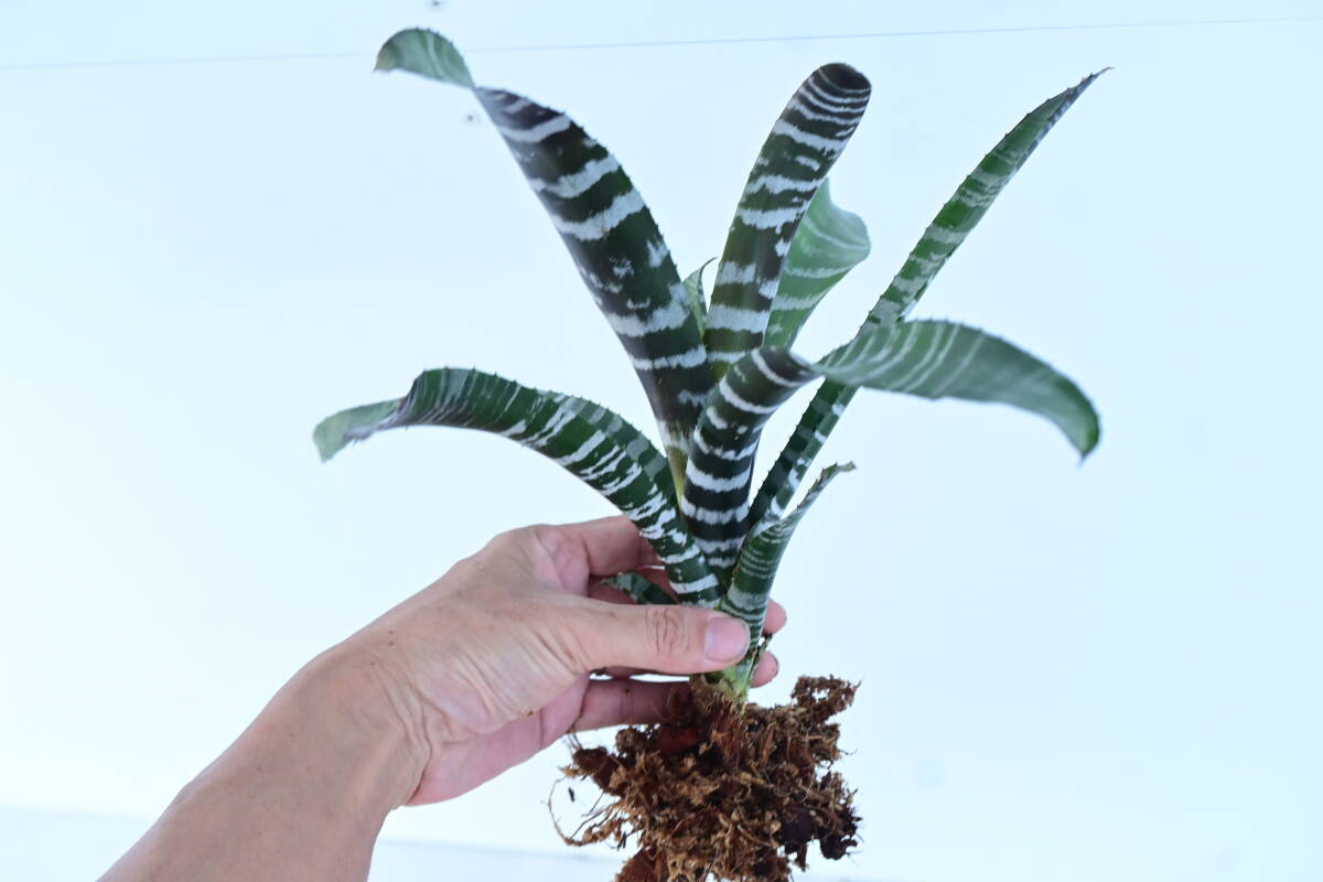 Aechmea chantinii hybrid @bikamori.com エクメア・チャンティニー・ハイブリッド