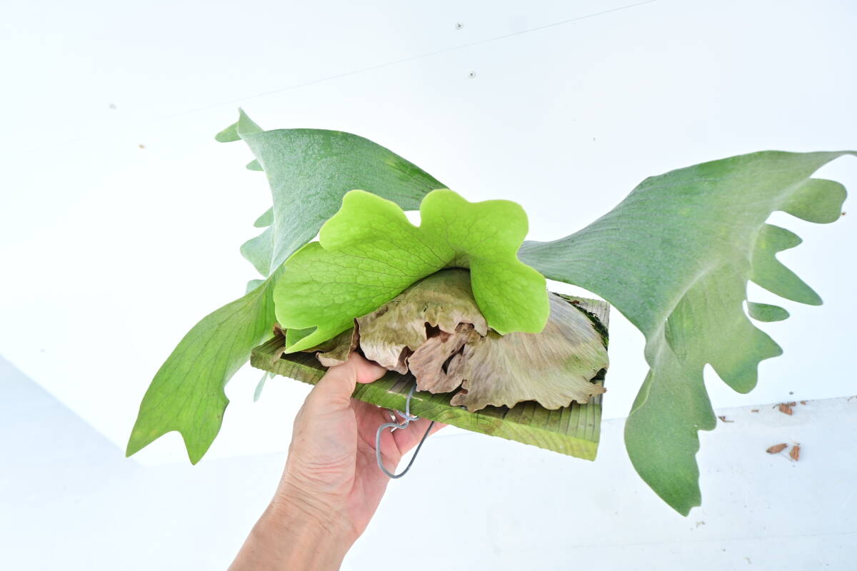 P Silver Velvet TC 大株 (P elephantotis X P willinckii) @bikamori