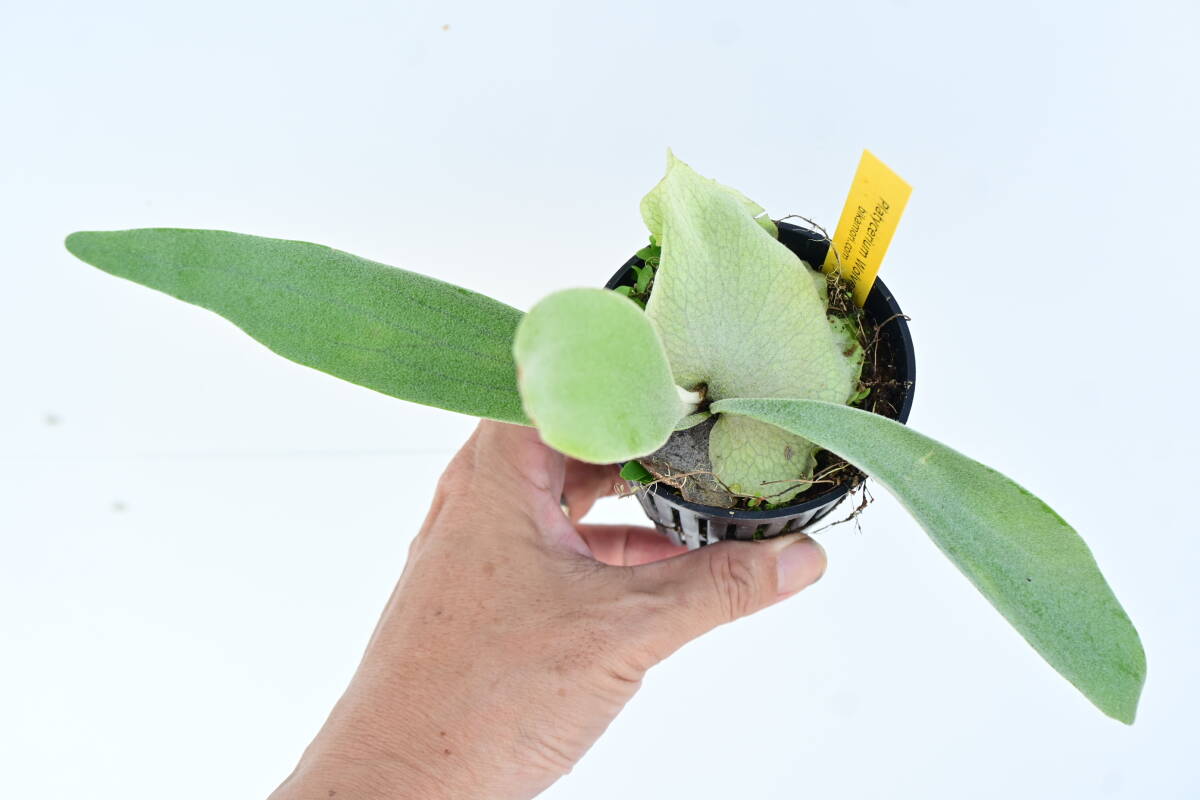 P.Wolverine TC(P.veitchii Auburn river × P.willinckii) @bikamori.com ウルヴァリン ビカクシダ 