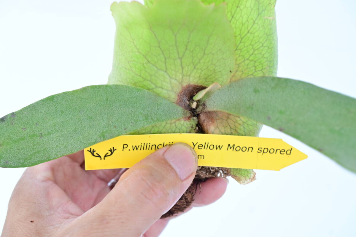 P.willinckii cv.Yellow Moon spored⑤  @bikamori.com ウィリンキーイエロームーン ビカクシダ の画像6