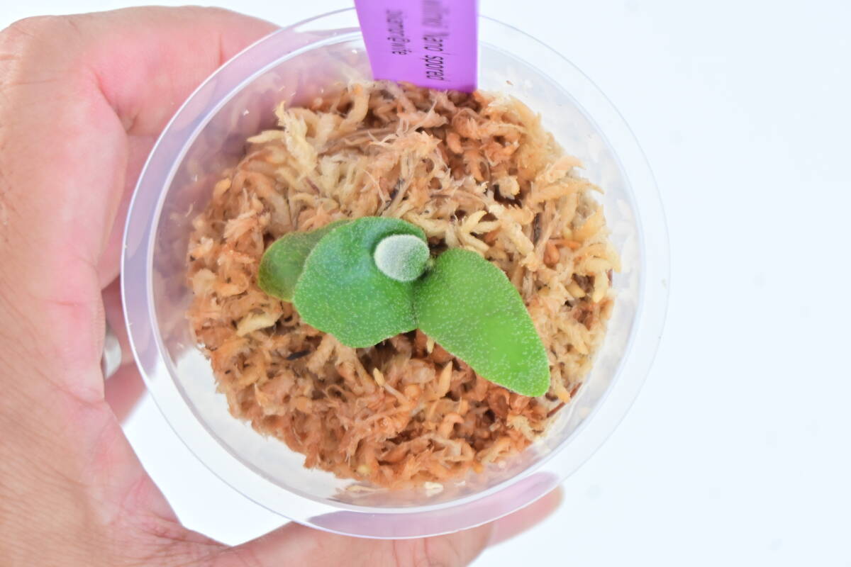 P.willinkii 'Nano' spored① @bikamori.com ウィリンキーナノ ビカクシダの画像3