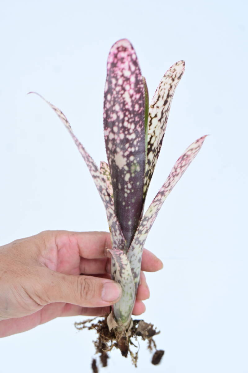 Billbergia 'Casa Blanca' @bikamori.com ビルベルギア カサブランカ_画像2