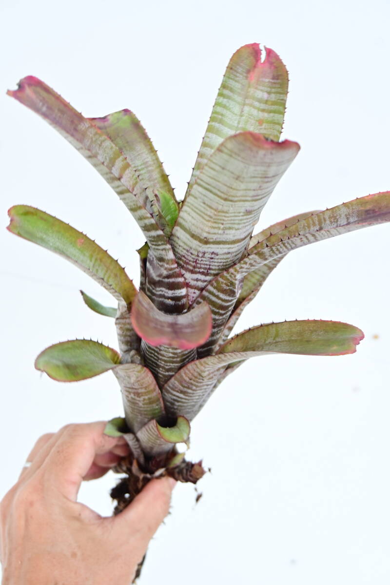 Aechmea nudicaulis 'Parati'① @bikamori.com エクメア・ヌディカウリス・パラティの画像6