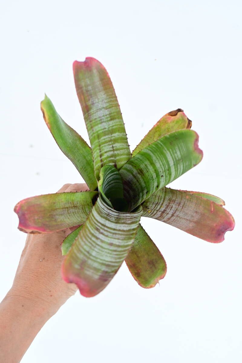 Aechmea nudicaulis \'Parati\'② @bikamori.comekmea*ntikau squirrel *pa Latte .