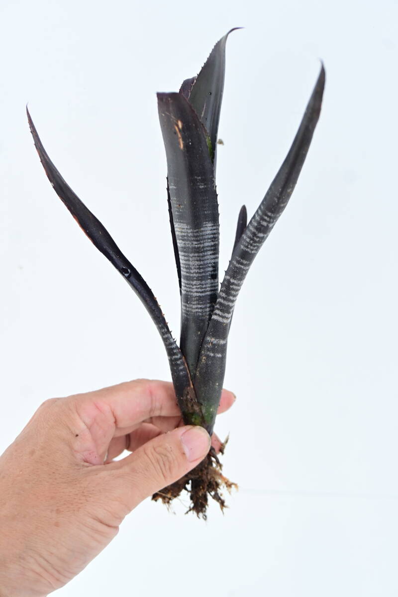 Billbergia 'Darth Vader' @bikamori.com ビルベルギア ダースベイダー