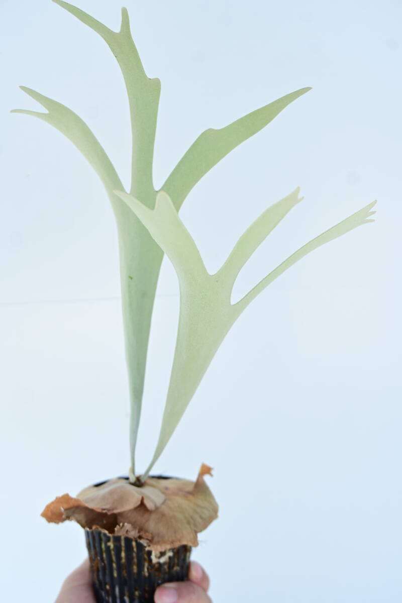 P.vassei × P.veitchii TC① stock barely @bikamori.com staghorn fern basei× Bay chi-