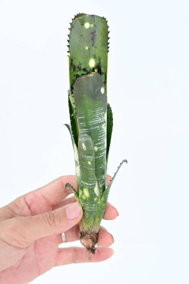 Billbergia 'Domingos Martins' @bikamori.com ビルベルギア ドミンゴス マーティンスの画像2