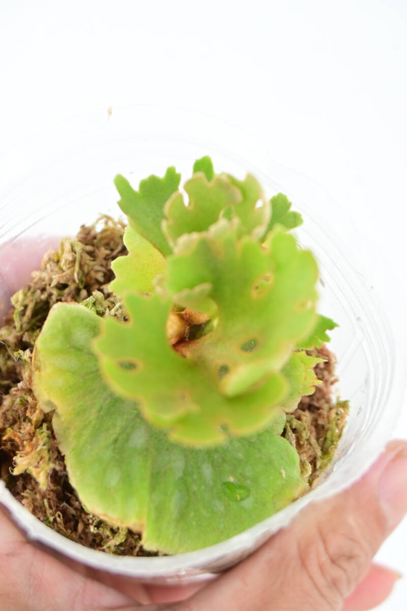 P.ridleyi 'Dwarf Silvery' spored①　 @bikamori.com リドレイ ドワーフシルベリー　ビカクシダ　