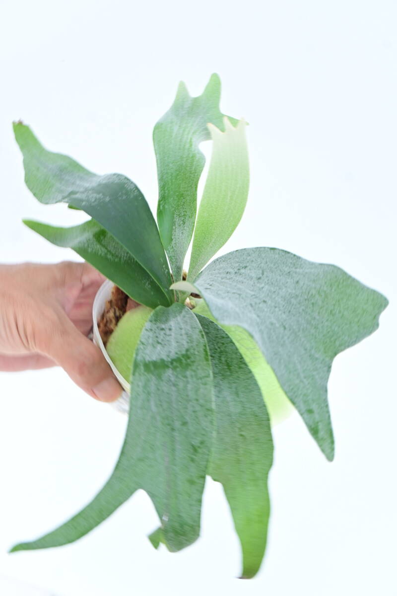 P.bifurucatum \'White\' TC⑤ @bikamori.combi full white bi full staghorn fern 