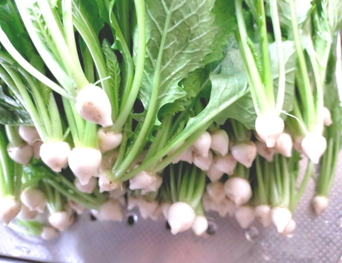 【無農薬野菜　サラダ蕪（カブ）　朝採り！】　蕪の間引き菜　ヒゲ根処理済　有機栽培