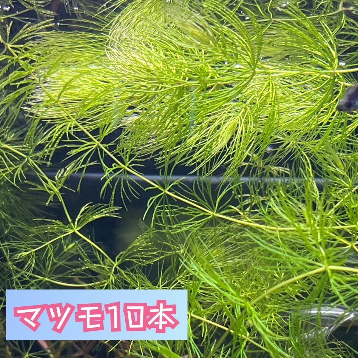 【送料無料】無農薬 マツモ 水草 10本 金魚藻の画像1