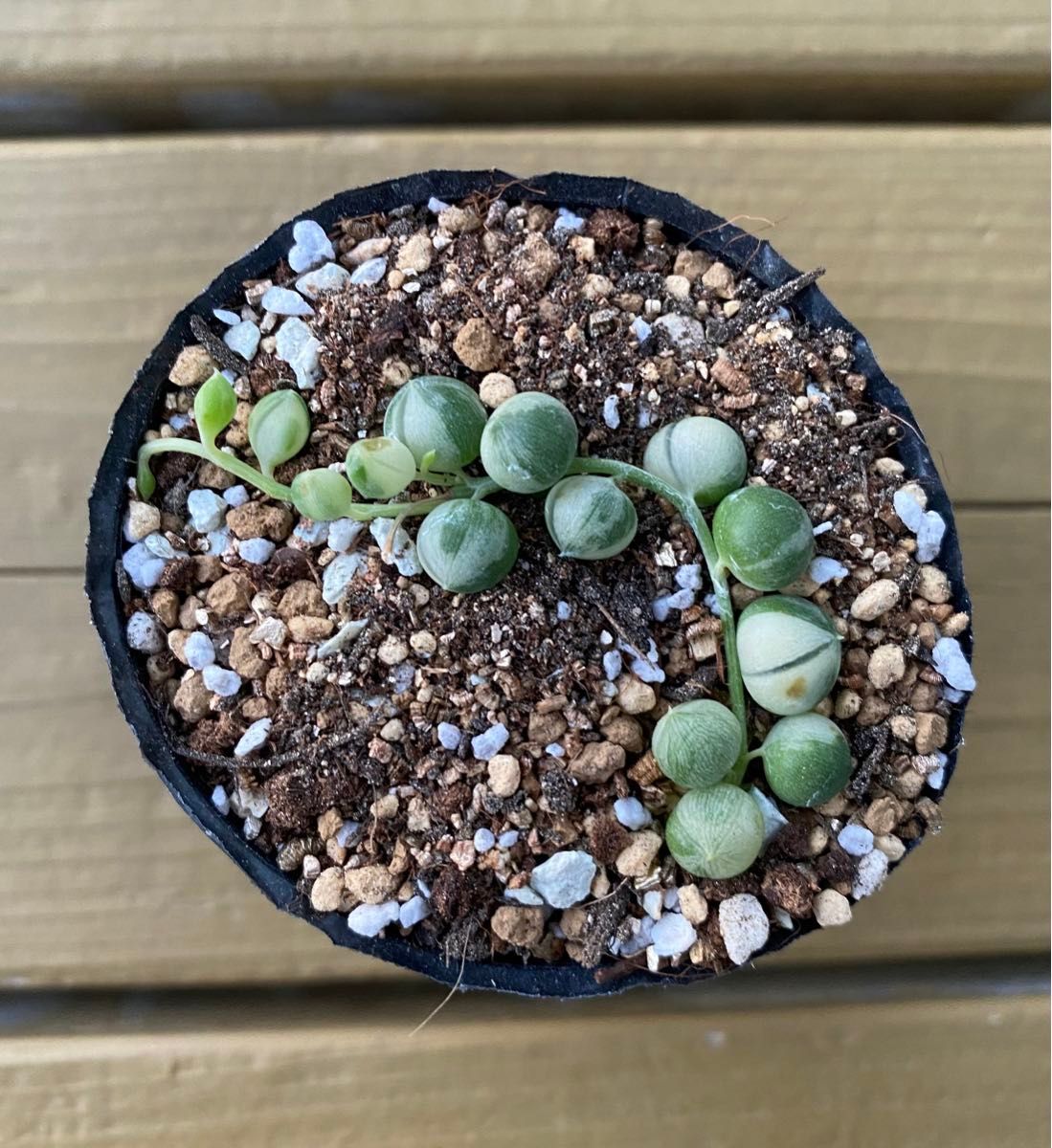 カット苗・葉挿し・育苗 種まき 培養土 1リットル　多肉植物　観葉植物