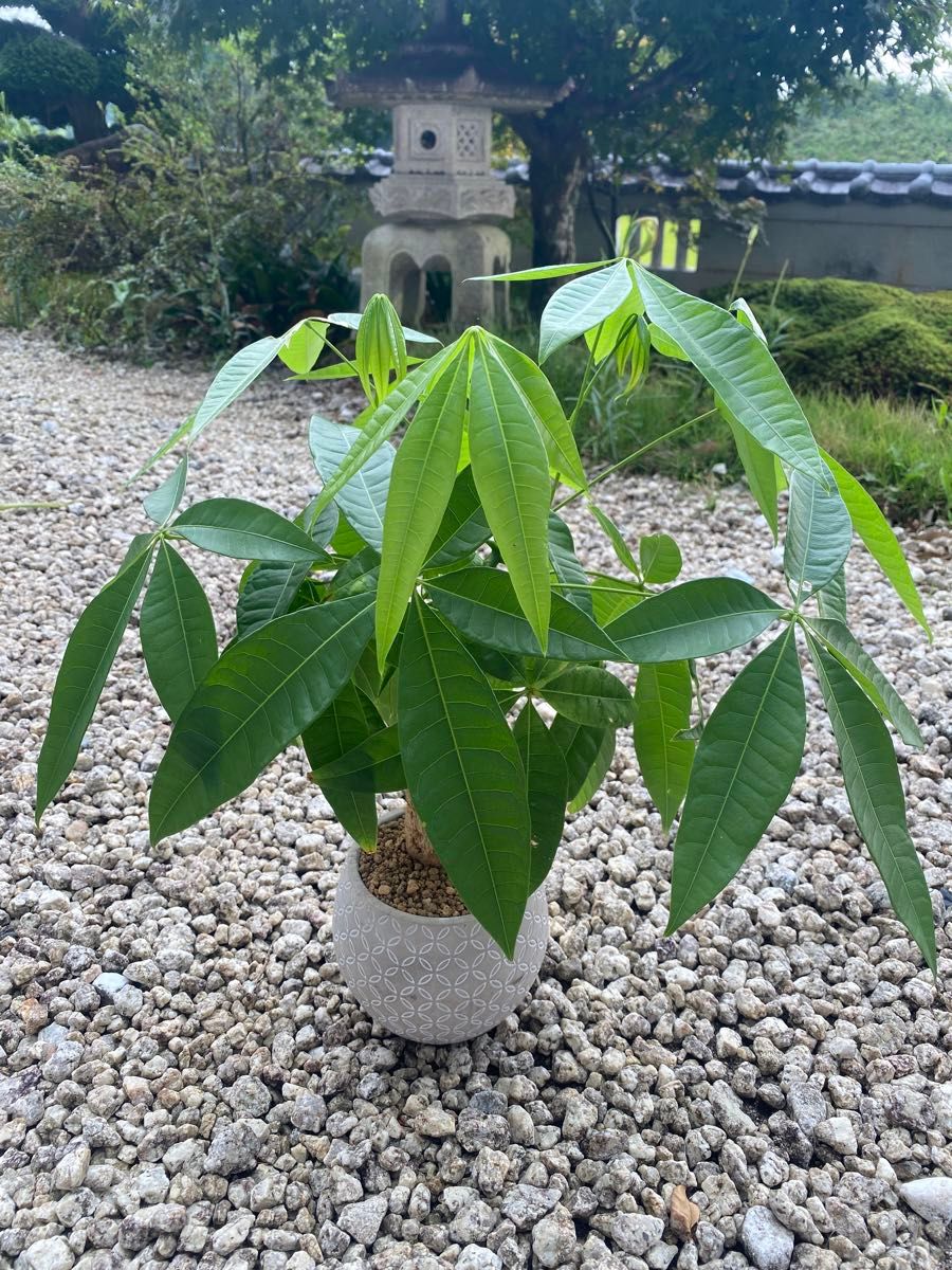 高級品質　観葉植物の土［培養土入り］2リットル●細粒●オリジナル配合土 多肉植物