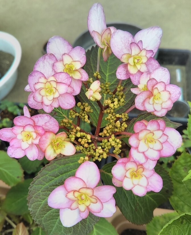 k紫陽花花苗 小苗 来期用アジサイ花色不明の画像1