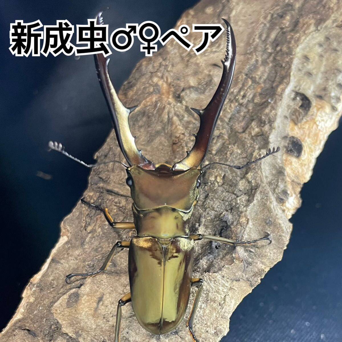 【高光沢ゴールド血統】メタリフェルホソアカクワガタ サンギレンシス亜種 ♂♀ ペア 未使用 (メタリフェルホソアカ ）の画像1