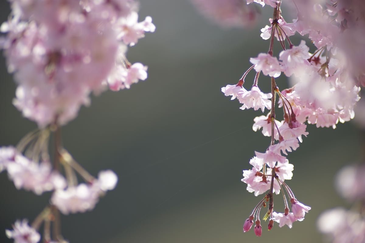 作例付き　TAMRON SP AF 300mm F/2.8 管mpr