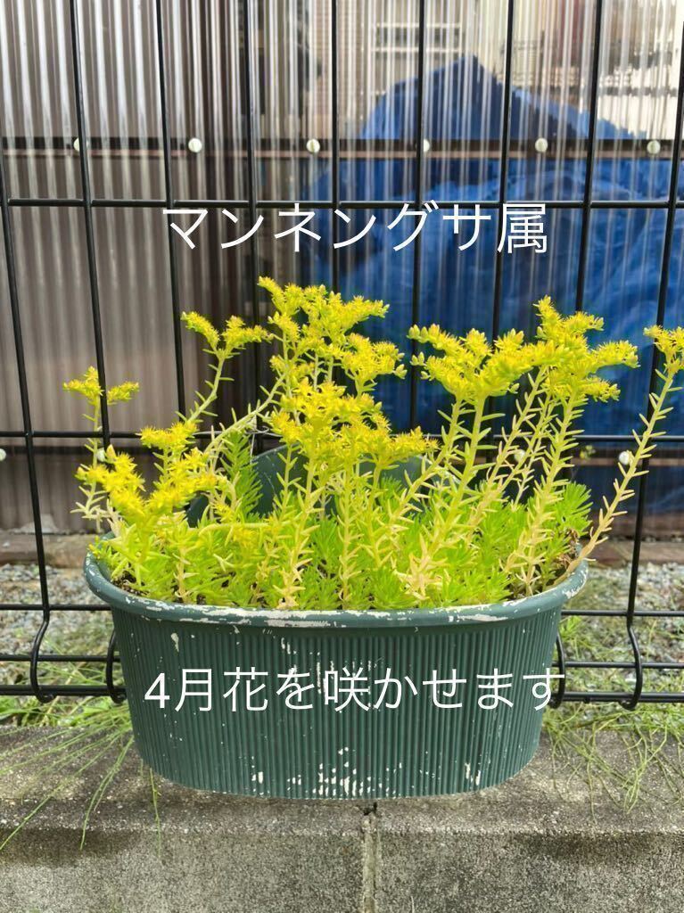 【セダム】ゴールドビューティ　多肉植物　カット苗　寄せ植えに　マンネングサ　初心者　グランドカバー　送料73円　ゴールドビューティー_画像3