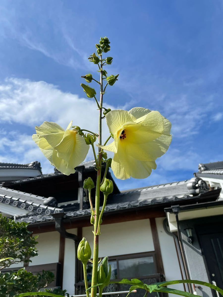 【花オクラの種】30粒　送料63円　2023年　令和5年採取　黄色い花　花を食べる野菜_画像3