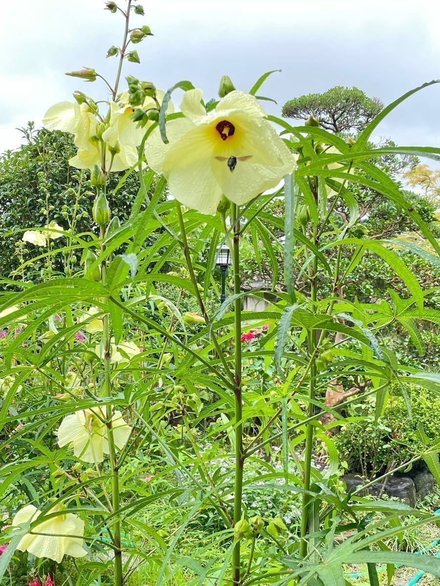 【花オクラの種】30粒　送料63円　2023年　令和5年採取　黄色い花　花を食べる野菜_画像5