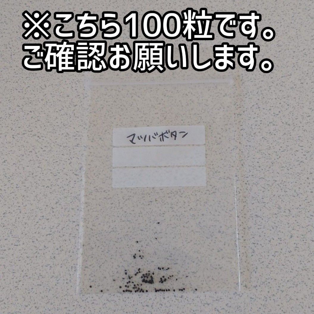 【松葉牡丹のタネ】100粒 種子 種 マツバボタン 花 花壇