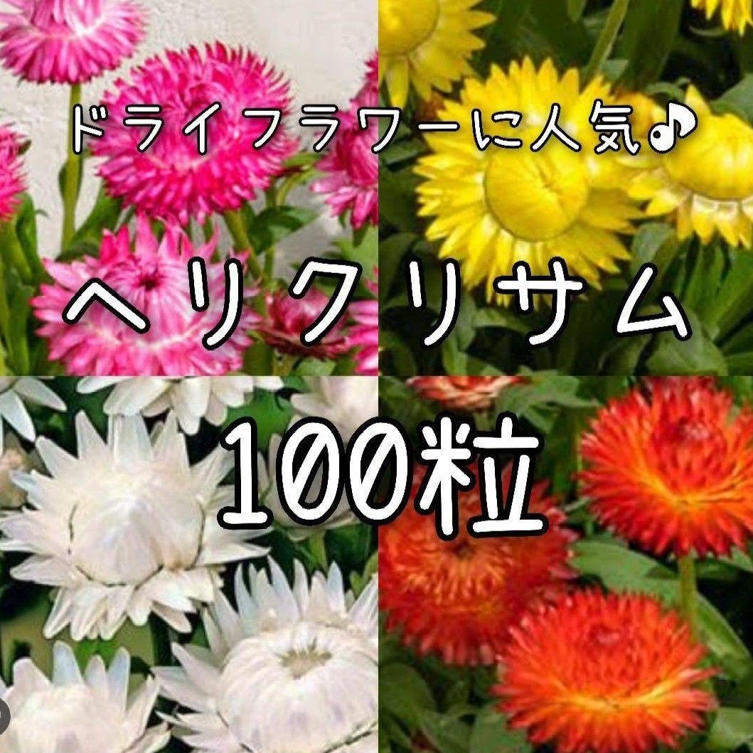 【ヘリクリサムのタネ】100粒 種子 種 貝殻草 切り花やドライフラワーにも 花 混合