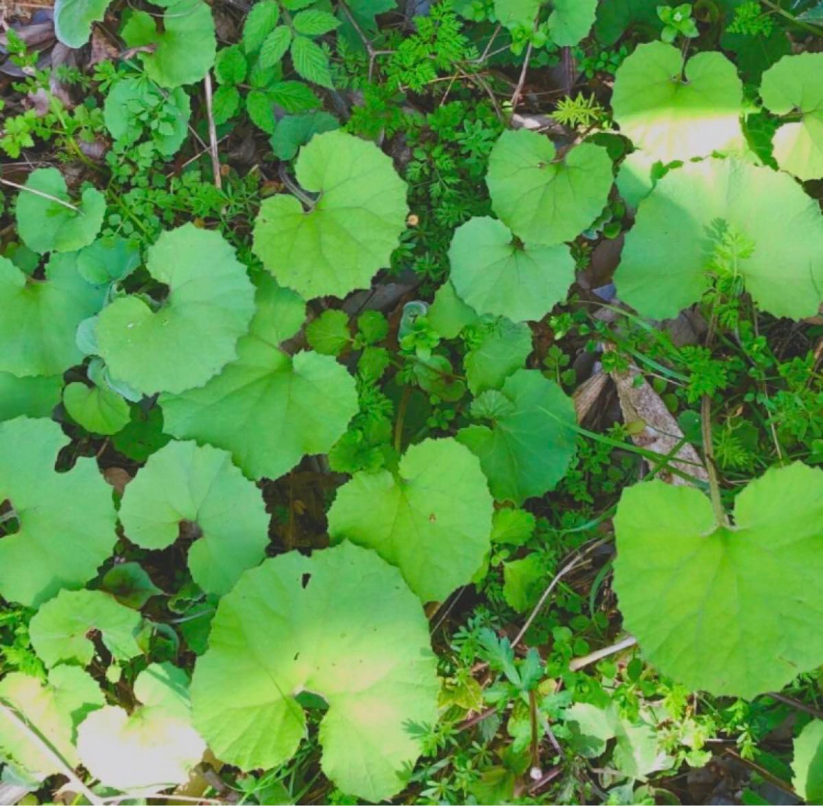 ふきのとう苗　10本入り　植えっぱなし　簡単