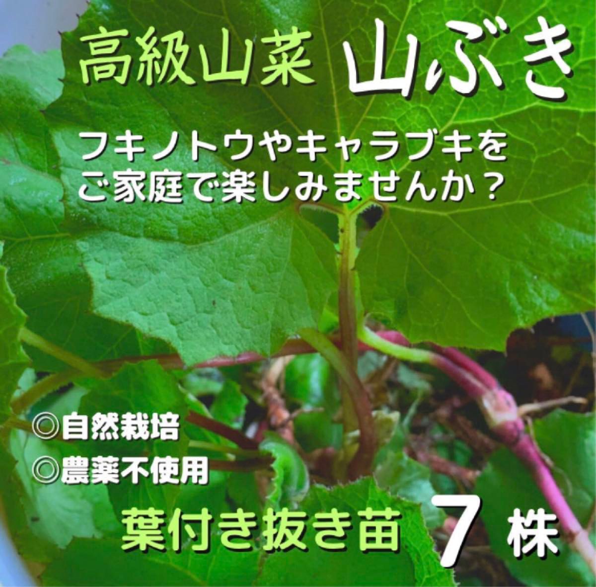 ふきのとう苗　10本入り　植えっぱなし　簡単