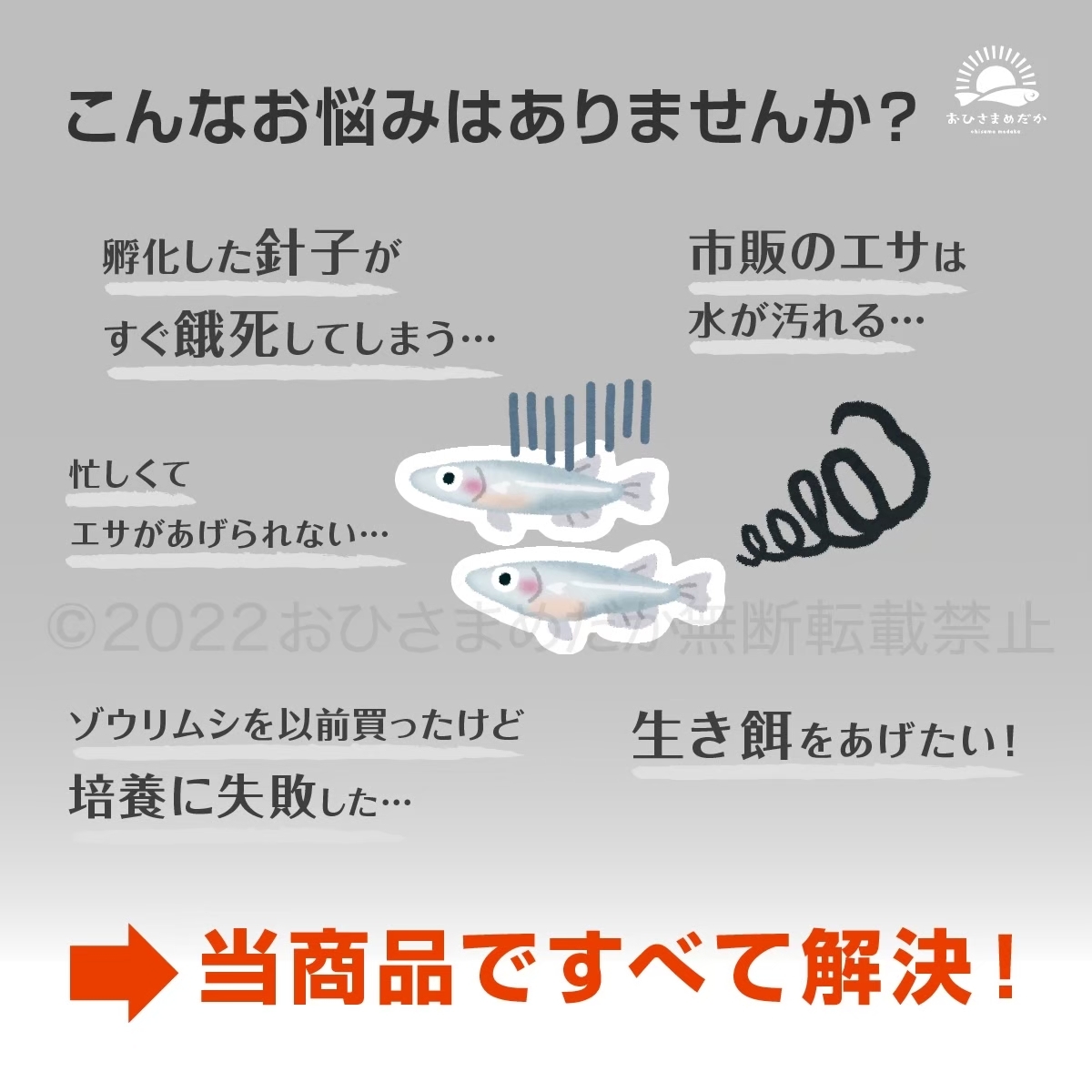 【ゾウリムシ 種水 増量中 1500ml 送料無料】 めだか メダカ 針子 らんちゅう ベタ 稚魚  psb  金魚 ミジンコ クロレラ などにの画像4