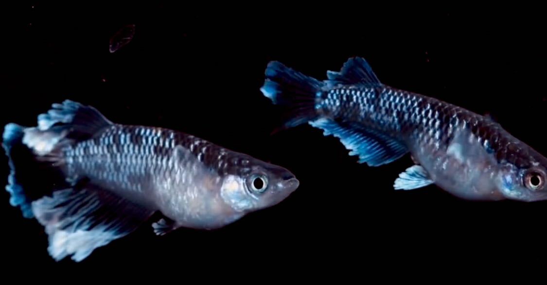 ミッドナイトフリル 体外光タイプ 垂水氏血統夢中メダカ直接仕入れ極上品種 稚魚5匹の画像2