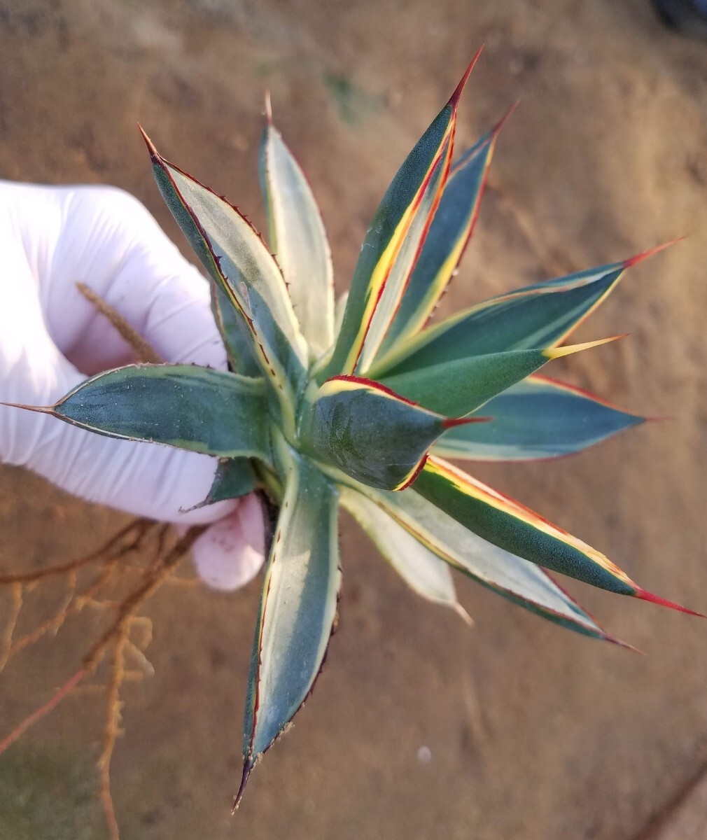 稀少【特選美株】 アガベ バーントバーガンディ錦 Agave Burnt Burgundy Variegata 斑入り 検索 アメリカーナ トランカータ パリー の画像4