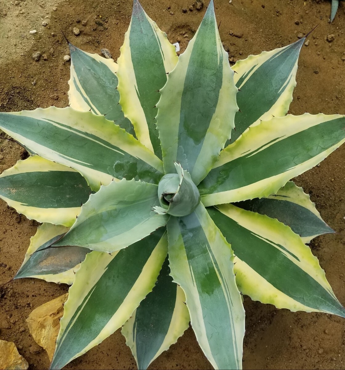 【特選美株】胴切り子株 アガベ オバティフォリア バリエガータ オルカ Agave ovatifolia variegated ORCA 検索 チタノタ 華厳 パリー_画像1