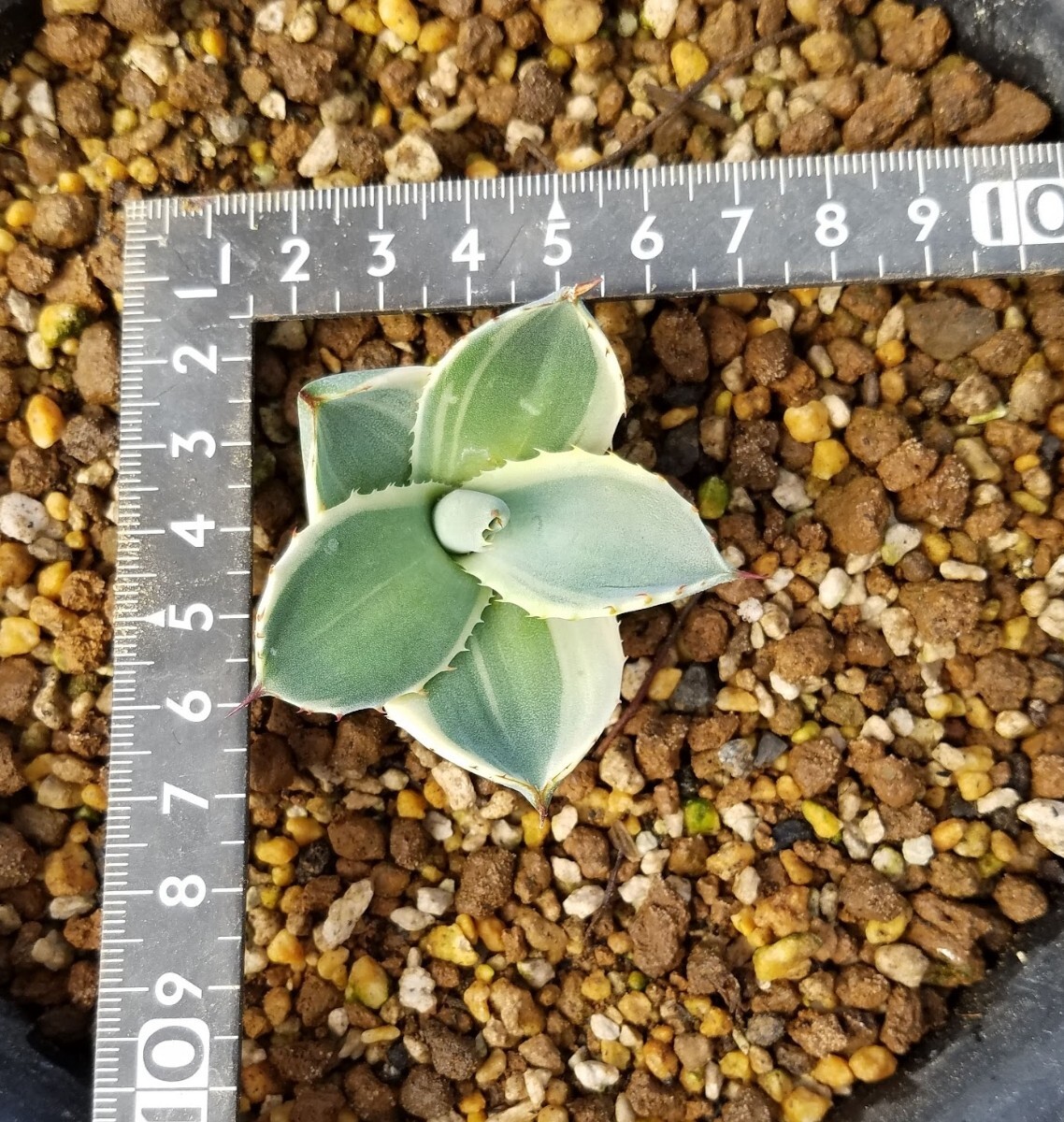 【確実本物 】Agave parryi var. truncata Orizaba アガベ パリー トランカータ オリザバ 検索 チタノタ アメリカーナトルンカーターの画像6