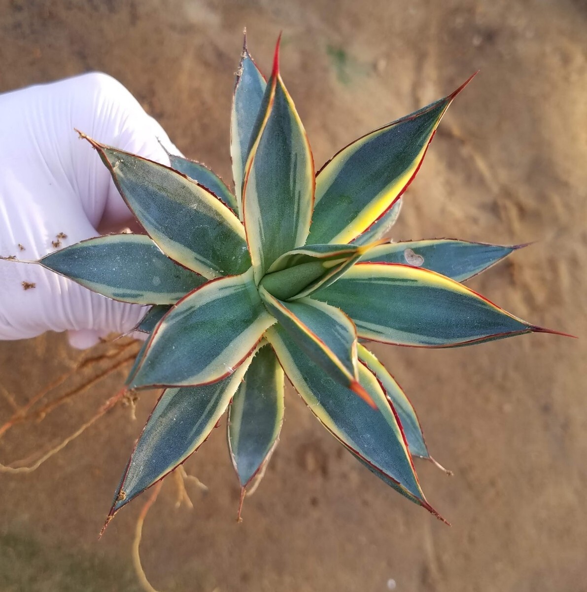 稀少【特選美株】 アガベ バーントバーガンディ錦 Agave Burnt Burgundy Variegata 斑入り 検索 アメリカーナ トランカータ パリー の画像2