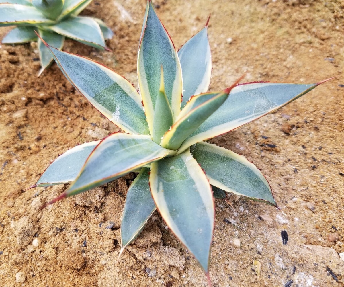 稀少【特選美株】 アガベ バーントバーガンディ錦 Agave Burnt Burgundy Variegata 斑入り 検索 アメリカーナ トランカータ パリー の画像3